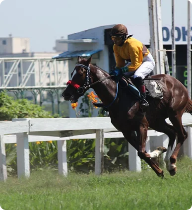 Un jockey vêtu d'un maillot jaune chevauche un cheval au galop pendant une course. L'hippodrome est bordé de barrières blanches et de fleurs orange vif.